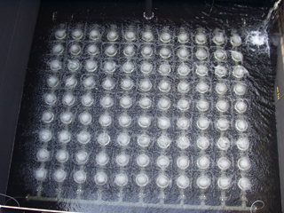 Disk type membrane when it is bubbling